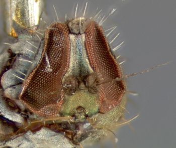 Media type: image;   Entomology 12900 Aspect: head frontal view